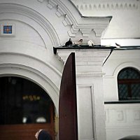 голуби Благовещения :: Любовь 