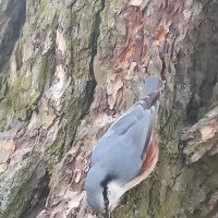 Поползень :: Сапсан 