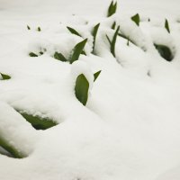 апрельский снег :: Владимир Зырянов апрельский снег :: Владимир Зырянов