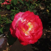 сентябрь розовел :: Елена Шаламова сентябрь розовел :: Елена Шаламова