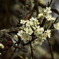 Утро весны :: Юрий. Шмаков