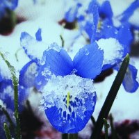 Ирис в снегу :: Людмила Смородинская Ирис в снегу :: Людмила Смородинская