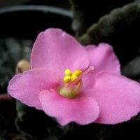 Фиалка проснулась :: Елена Семигина Фиалка проснулась :: Елена Семигина