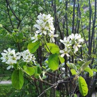 В месяце мае :: Елена Семигина