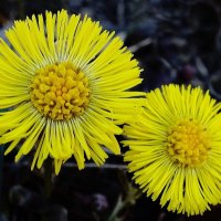 Мать-и-мачеха :: Рита Симонова Мать-и-мачеха :: Рита Симонова