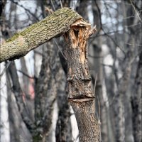 Дерево :: Меднов Влад Меднов