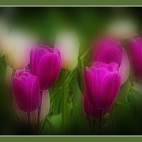 Тюльпаны :: Владимир Кроливец