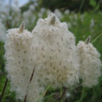 Семена ветреницы :: Anna Ivanova Семена ветреницы :: Anna Ivanova