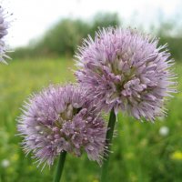 Лук торчащий :: Anna Ivanova Лук торчащий :: Anna Ivanova