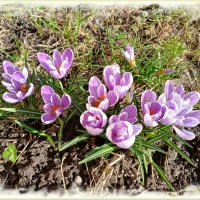 Крокусы расцвели. :: Лия ☼ Крокусы расцвели. :: Лия ☼