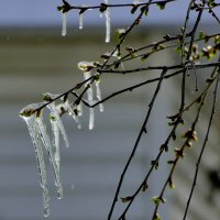 начало апреля 10 :: Александр Прокудин