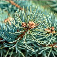 Ёлкины иголки :: Aquarius - Сергей Ёлкины иголки :: Aquarius - Сергей