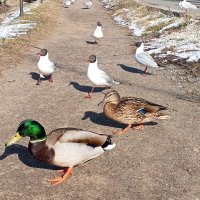 Утки и чайки :: Сапсан 