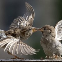 Воробьи. :: olegdanilhenko Олег Данильченко