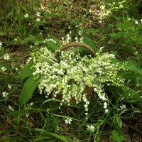 Лесные цветы в корзинке! :: Нина Андронова