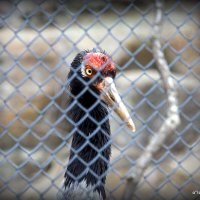 сижу за решеткой :: Олег Лукьянов