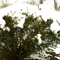 Апрельский снег :: Владимир Зырянов