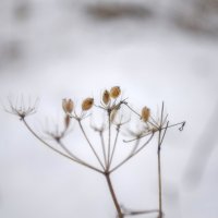 Веточка :: Lyubov Busova