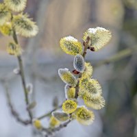 Апрельский этюд :: Валерий Иванович