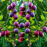 Сливы :: Владимир Кроливец