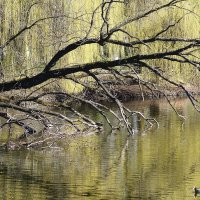 Апрель :: Рита Симонова