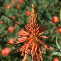 Вот так цветёт алоэ :: Oleg4618 Шутченко