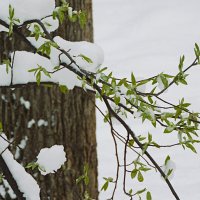 Капризы природы :: Лина Капризы природы :: Лина