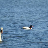 весна :: ИННА ПОРОХОВА