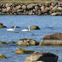 весна :: ИННА ПОРОХОВА весна :: ИННА ПОРОХОВА