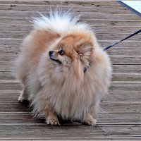 Про весну :: Aquarius - Сергей