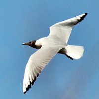 Чайка над озером Медвежьим. :: Восковых Анна Васильевна 