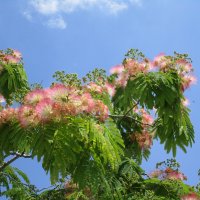 Мармарис июнь Турция :: Елена Шаламова Мармарис июнь Турция :: Елена Шаламова