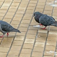 Достал ухажёр :: Валерий Иванович