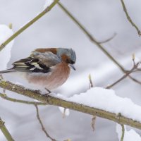 Озябший зяблик. :: Владимир Безбородов