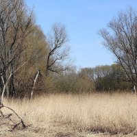 Апрельский пейзаж :: Рита Симонова