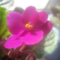 Фиалка :: Елена Семигина