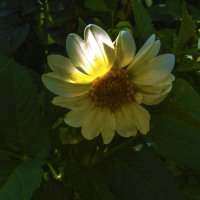 Луч  солнца  золотого :: Валентин Семчишин