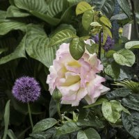 В нашем палисаде :: Валентин Семчишин В нашем палисаде :: Валентин Семчишин