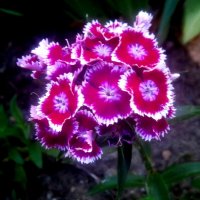 Гвоздики :: Елена Семигина Гвоздики :: Елена Семигина