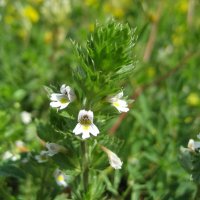 Очанка :: Anna Ivanova