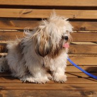 Встреча на скамейке :: Светлана Хращевская