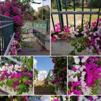 Бугенвиллеи .Коллаж по моим фотографиям :: Светлана Хращевская