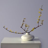 Форзиция зацвела :: Olenka 