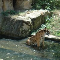 Встающий тигр :: Alexandra Sakharova