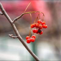"Старички" :: Александр Тарноградский "Старички" :: Александр Тарноградский