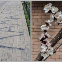 Крик души. Абрикосы зацвели. :: Татьяна Машошина