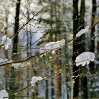 начало апреля 16 :: Александр Прокудин