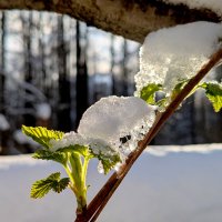 начало апреля 19 :: Александр Прокудин