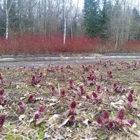 Весна :: Сапсан 