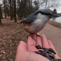 Поползень :: Сапсан 